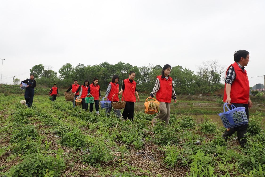 九江湖口：志愿服务助农 五加皮抢鲜走俏