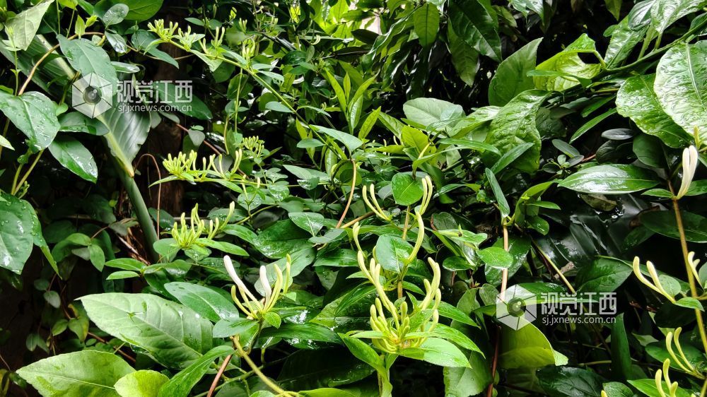 江西分宜：金银花含苞待放 清香满枝头（图）