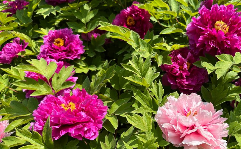 牡丹盛花期来袭 这波国色天香太治愈