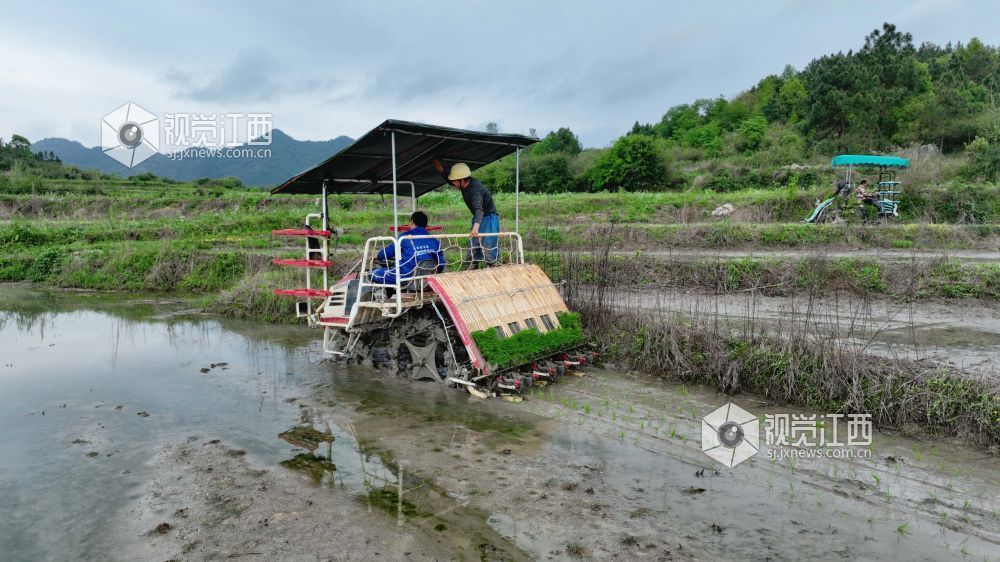 江西分宜：机插早稻秧苗 “绿”动田野（图）