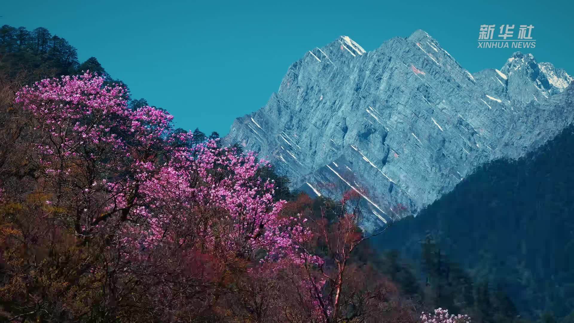 瞰中国｜四川雅安：东拉山大峡谷春季彩林如画