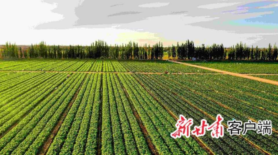 金昌粤港澳大湾区“菜篮子”生产基地(资料图)