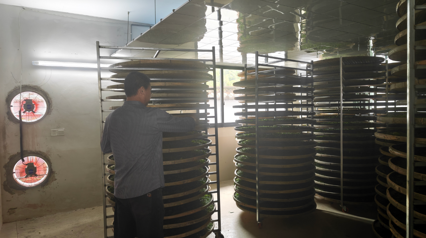 景德镇浮梁县兴田乡：“三资”唤醒千年古茶树 低效能资产变富民“金叶子”