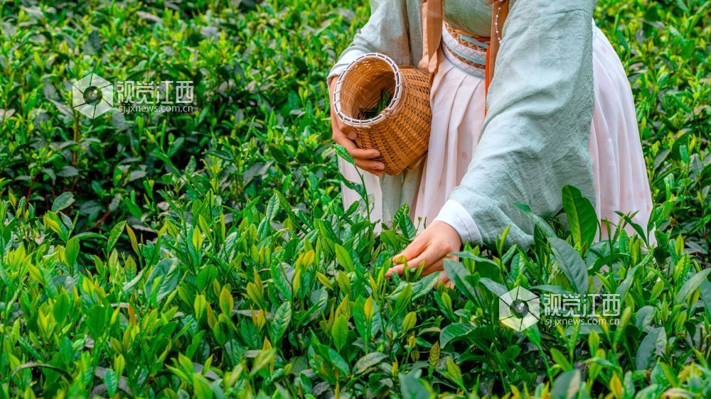 2026年4月11日在江西省吉安市遂川县汤湖镇万亩茶园拍摄的画面。