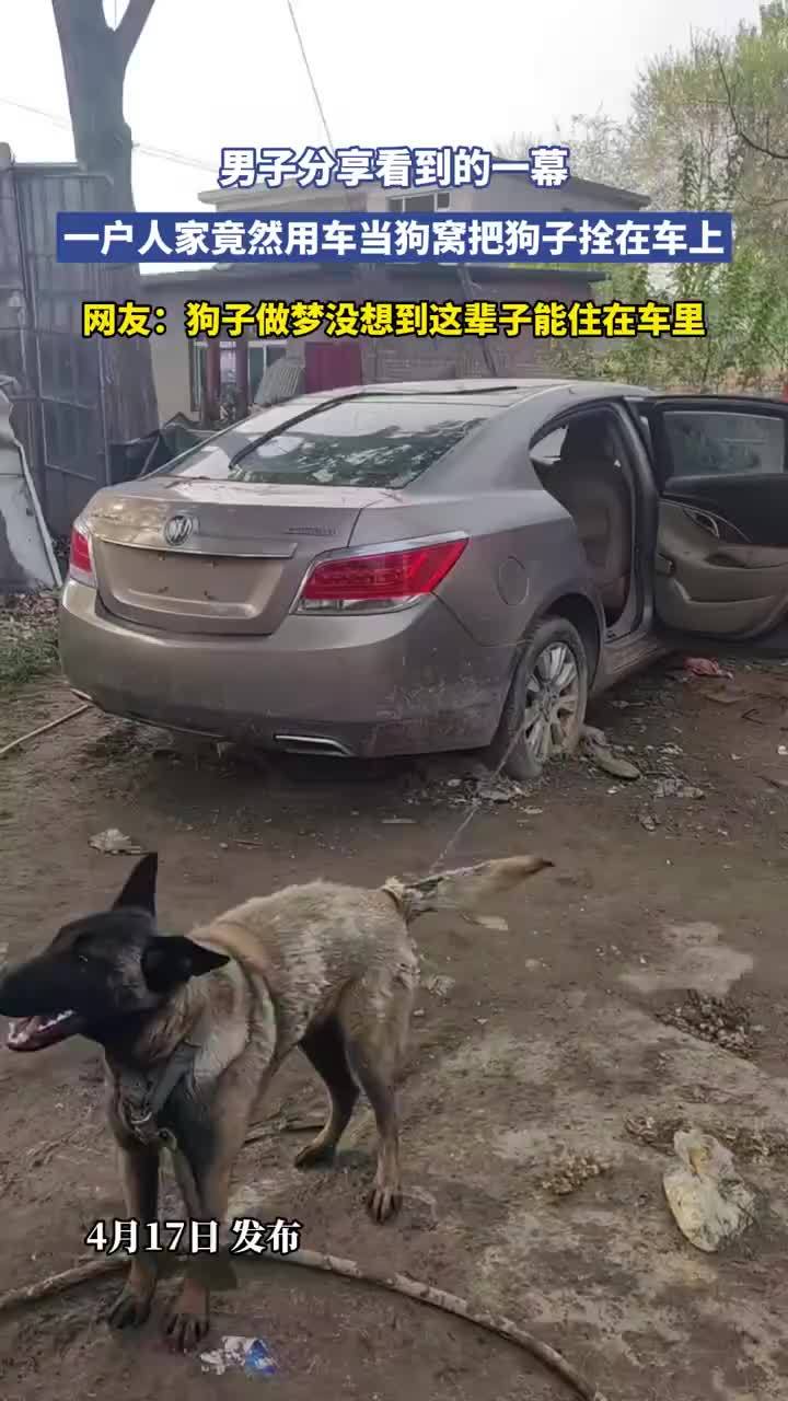 一户人家用车当狗窝把狗子拴在车上