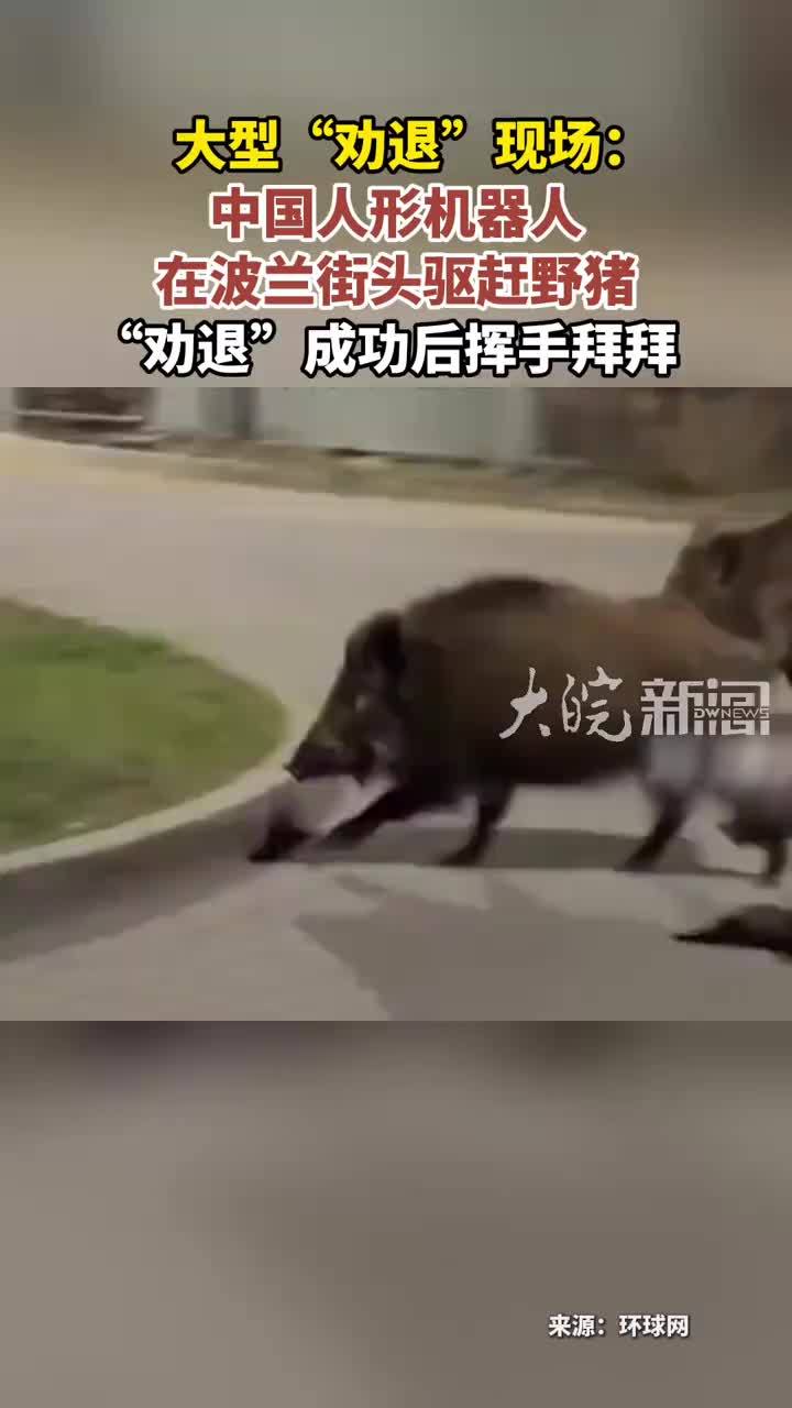 大型“劝退”现场：中国人形机器人 在波兰街头驱赶野猪“劝退”成功后挥手拜拜