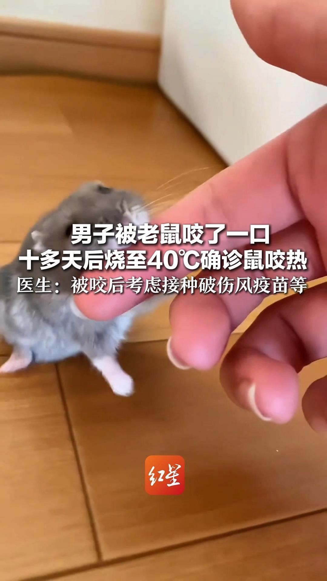 男子被老鼠咬了一口 十多天后烧至40℃确诊鼠咬热 医生：被咬后考虑接种破伤风疫苗等 家养老鼠咬人也可传染多种疾病