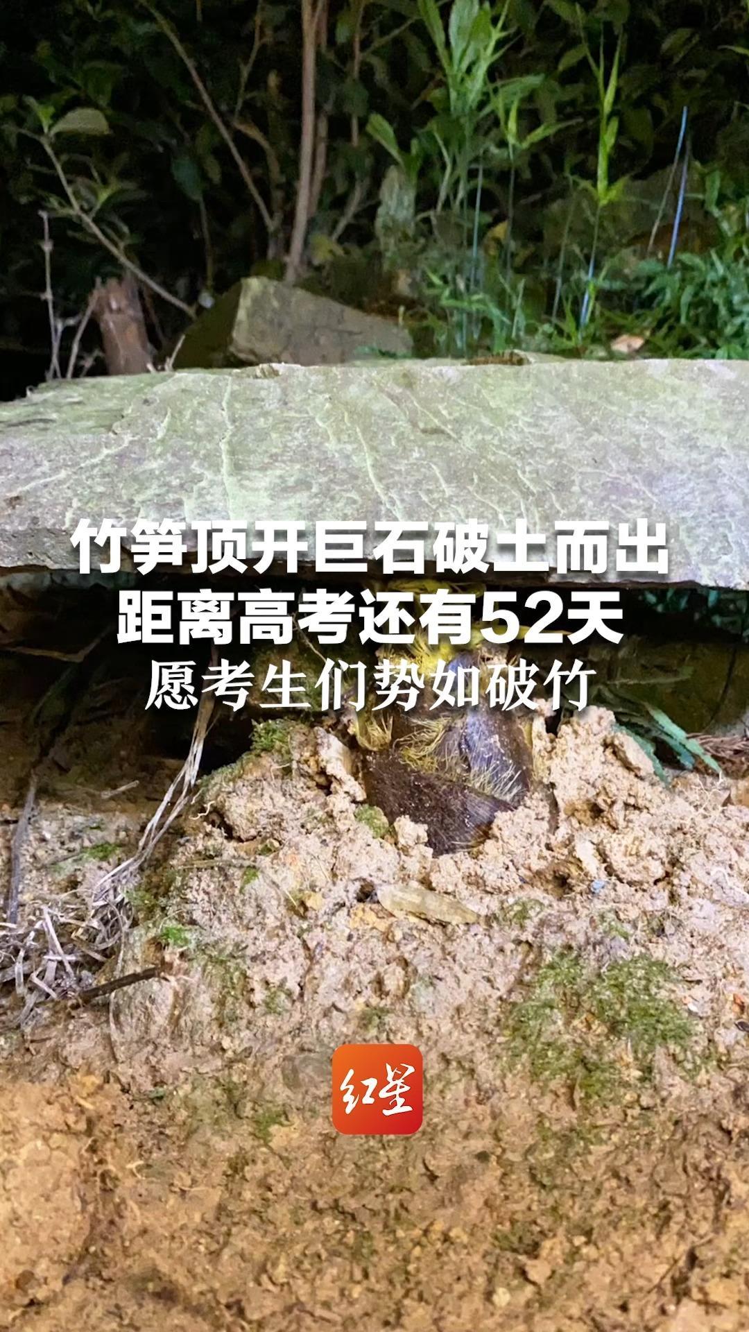 竹笋顶开巨石破土而出 距离高考还有52天  愿考生们势如破竹 所有难题迎刃而解