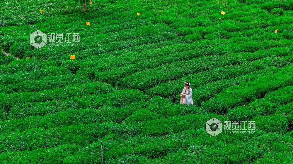 2026年4月11日在江西省吉安市遂川县汤湖镇万亩茶园拍摄的画面。