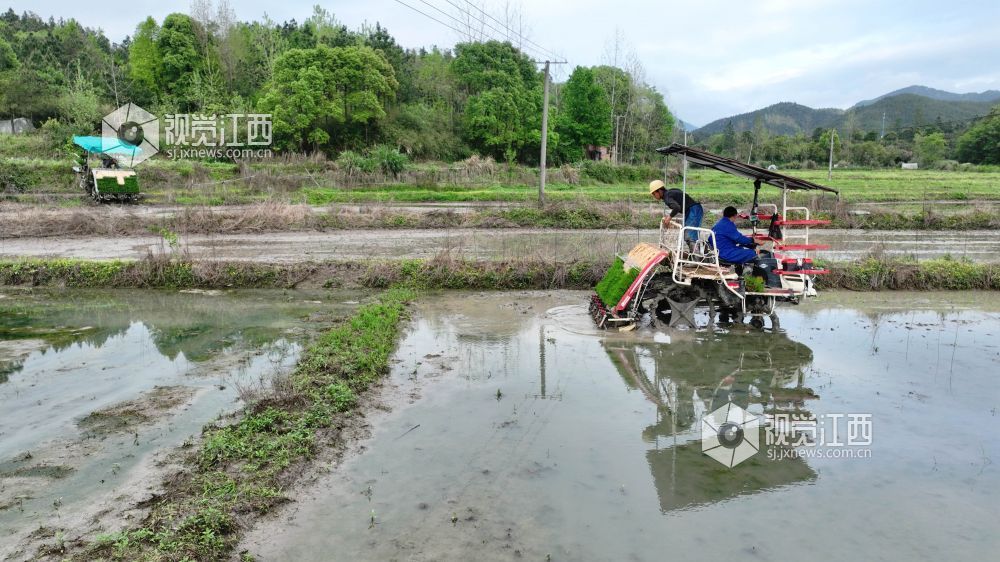 江西分宜：机插早稻秧苗 “绿”动田野（图）