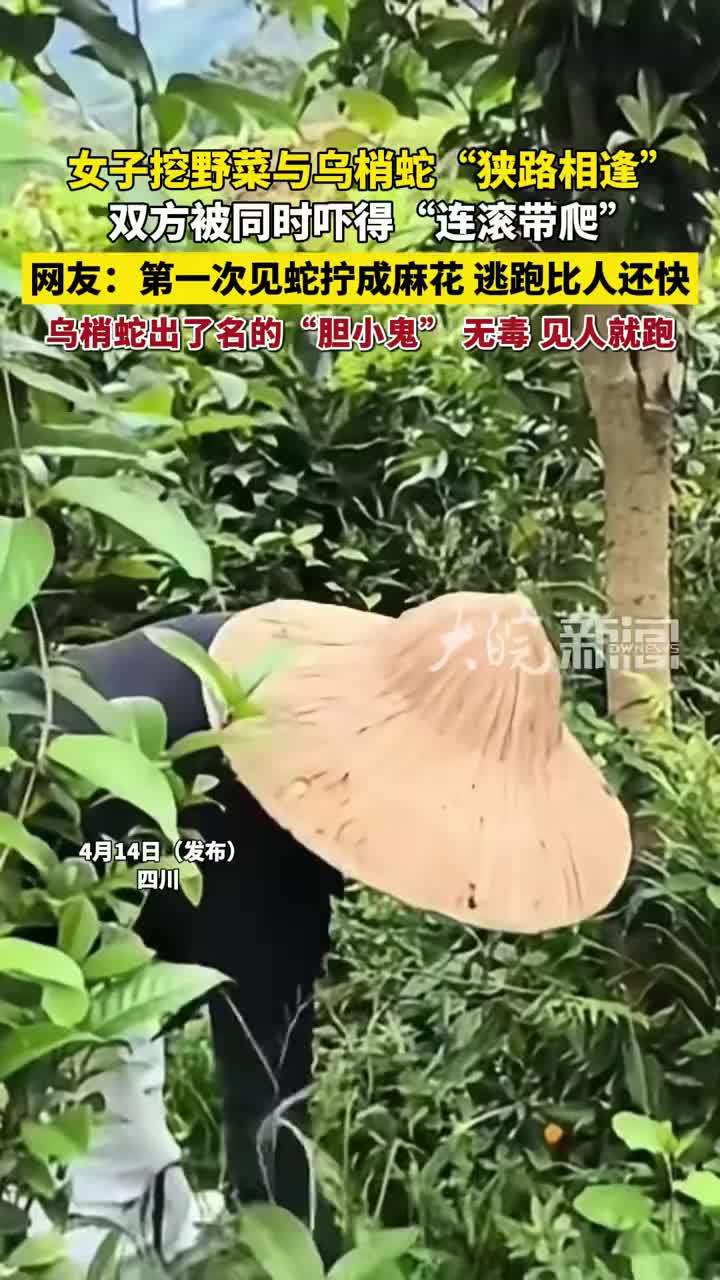 女子挖野菜与乌梢蛇“狭路相逢”，双方被同时吓得“连滚带爬”#蛇 #乌梢蛇