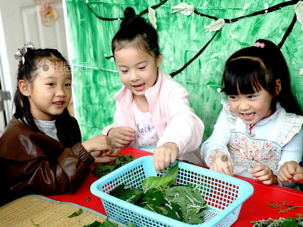 江西分宜：萌娃学养蚕 课堂乐趣多（图）
