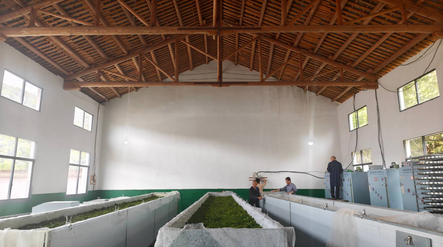 景德镇浮梁县兴田乡：“三资”唤醒千年古茶树 低效能资产变富民“金叶子”