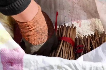 甘肃陇西：“三分田”带动中药材种苗繁育