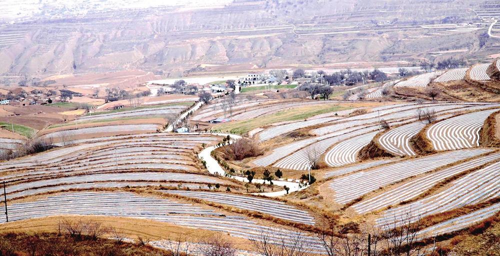 安定区石泉乡采用顶凌覆膜技术种植的马铃薯千亩示范片带（安定区委宣传部供图）