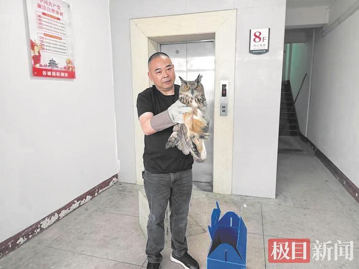 成功救出被困雕鸮 通讯员供图