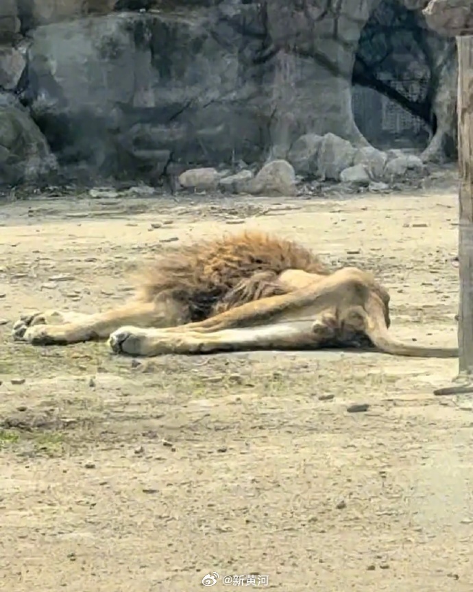 动物园回应狮子绝食瘦成皮包骨
