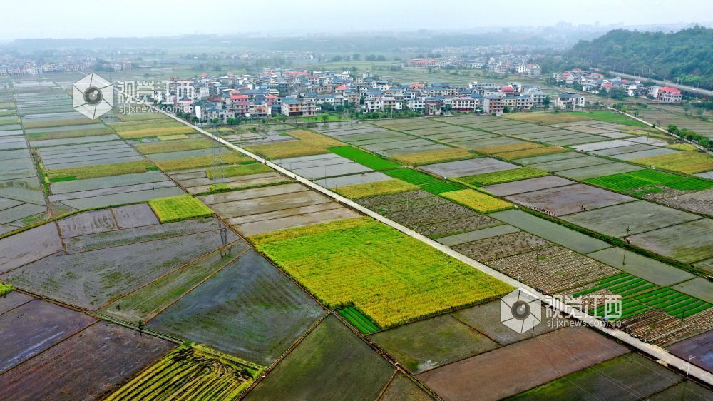 2026年4月14日，江西省遂川县枚江镇田间地头，呈现出一派繁忙有序的春耕景象。