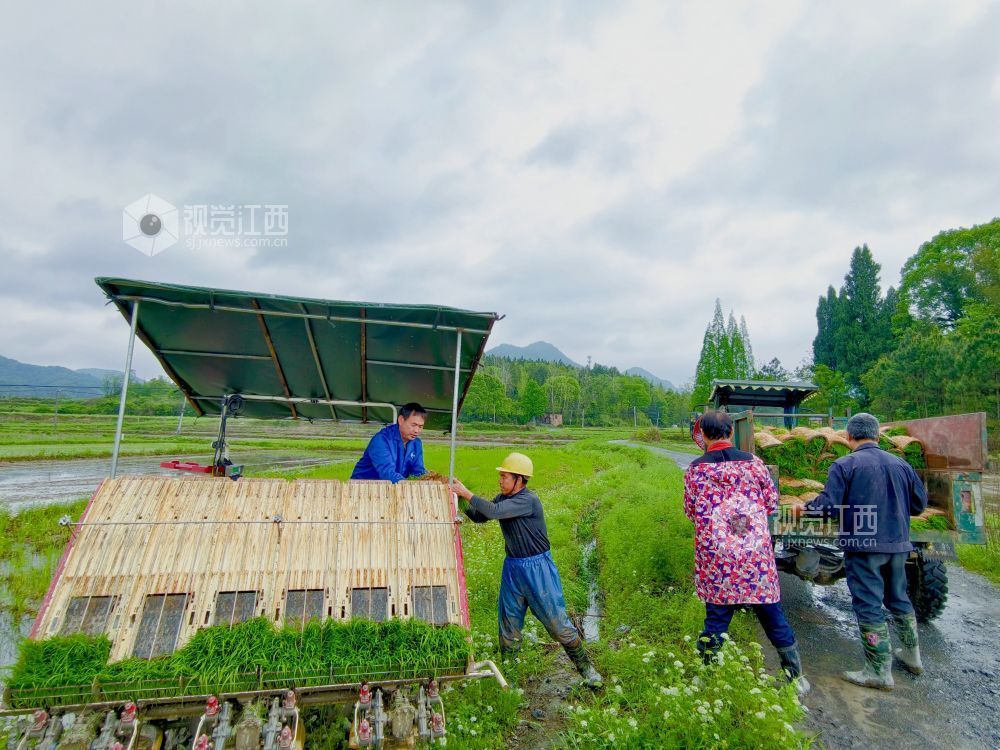 江西分宜：机插早稻秧苗 “绿”动田野（图）