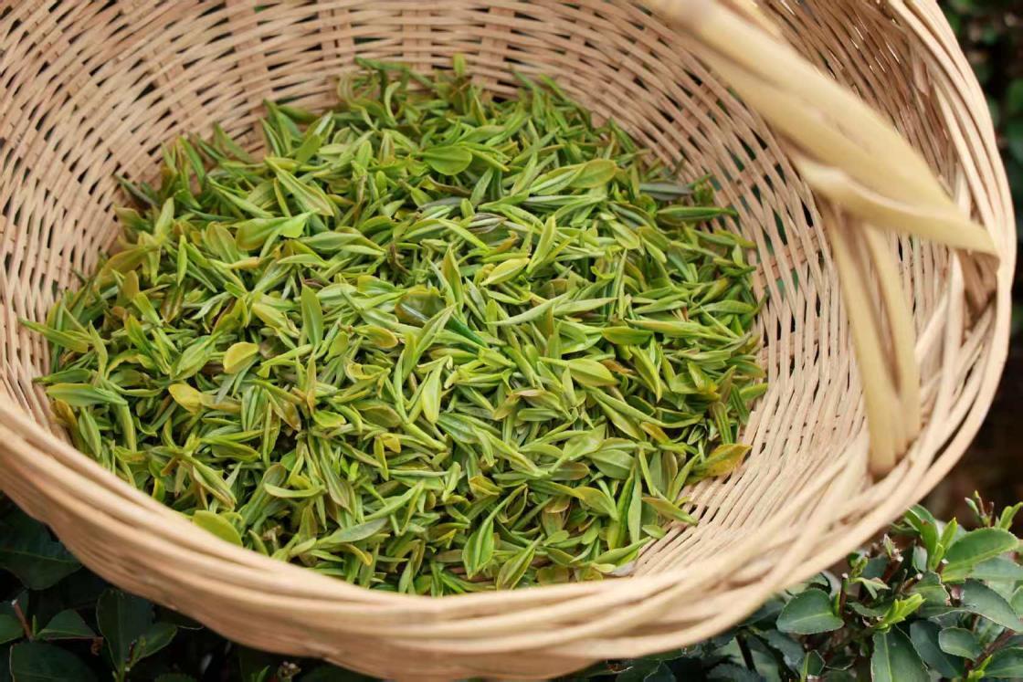 竹篮里堆着新采的春茶，嫩尖鲜绿裹着山野清气。李强 摄