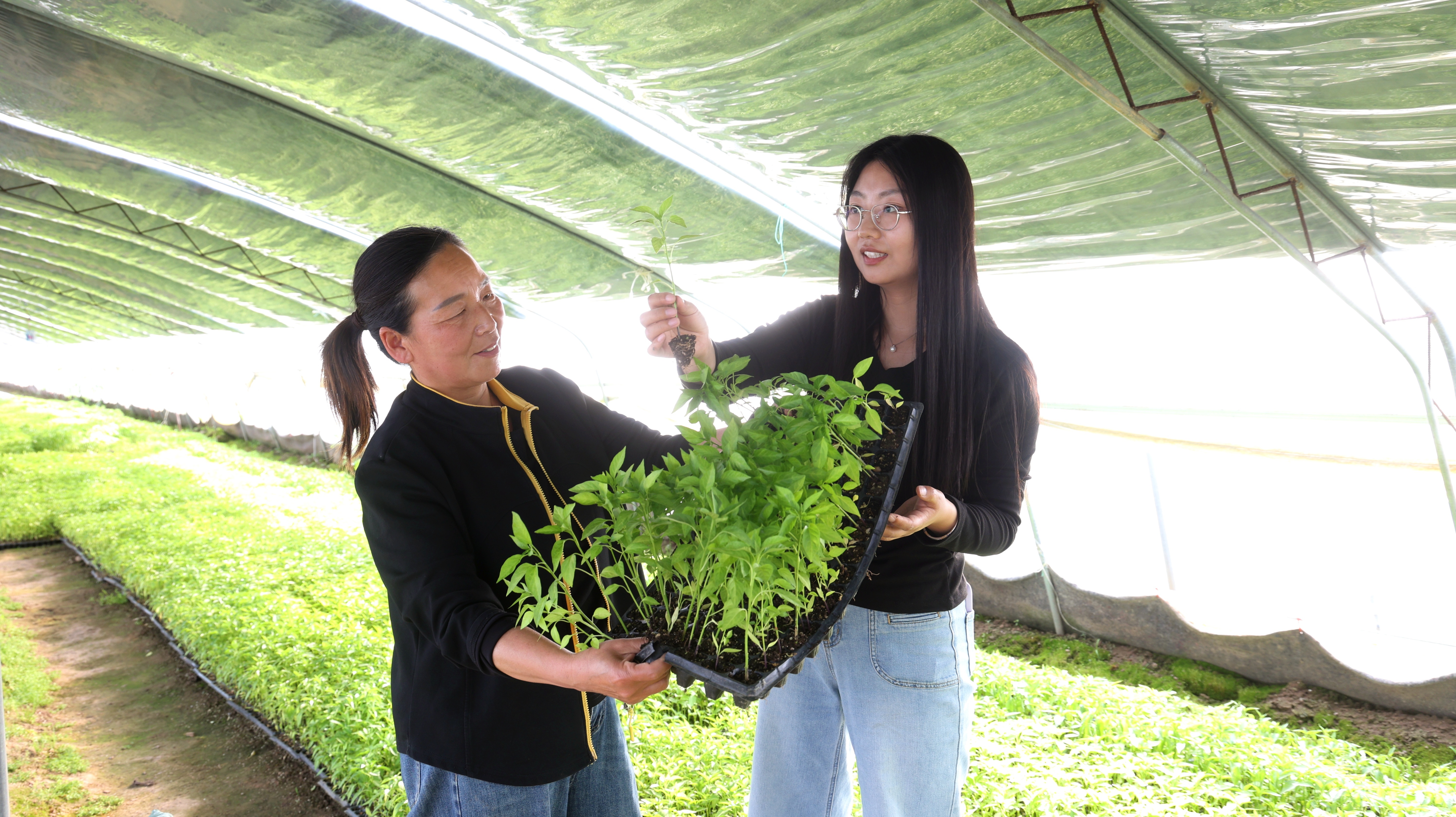 柘城：育壮辣椒苗 做强产业链 绘就振兴新图景