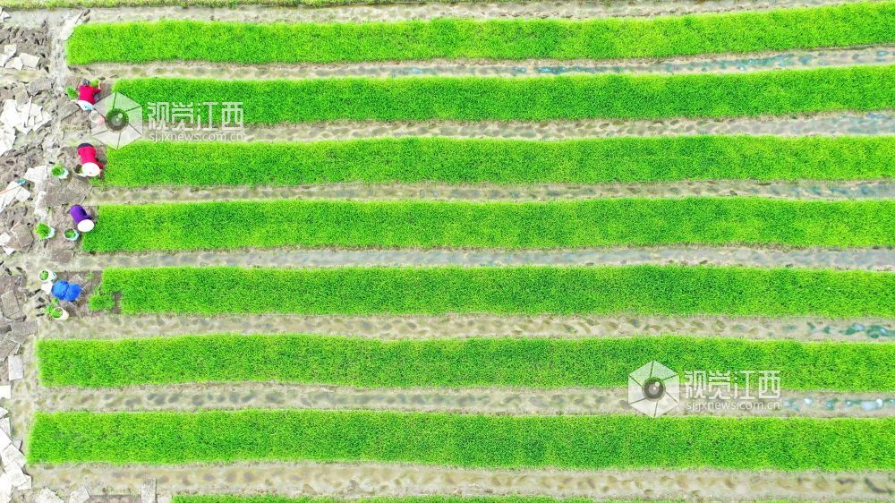 2026年4月14日，江西省遂川县枚江镇田间地头，呈现出一派繁忙有序的春耕景象。
