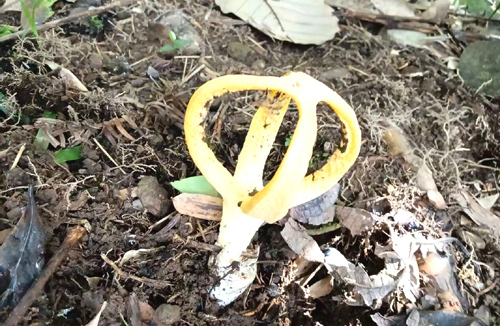 井冈山新发现的安顺假笼头菌