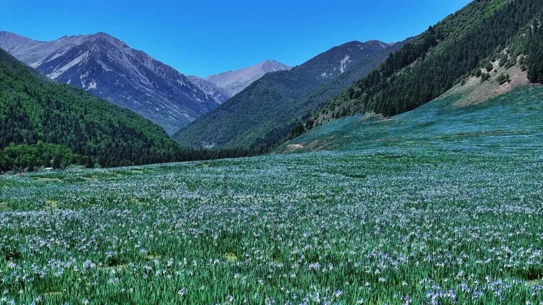 甘肃天祝赏花地图上线　邀您赴一场高原花约