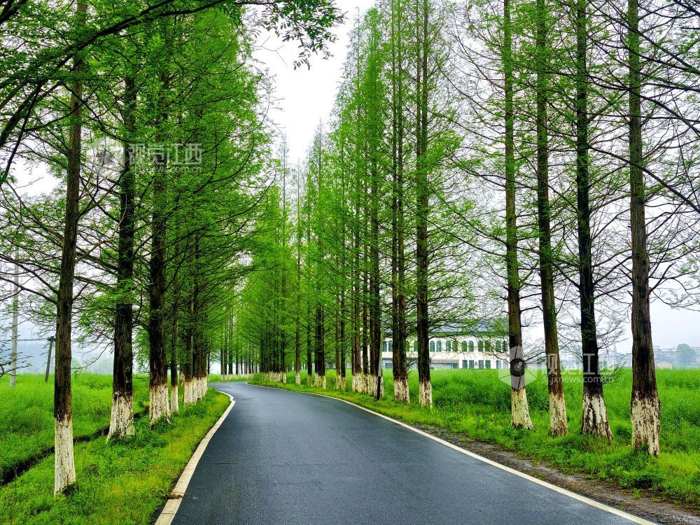 江西分宜：生态公路绘就春日乡野画卷（图）