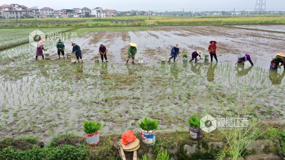 2026年4月14日，江西省遂川县枚江镇田间地头，呈现出一派繁忙有序的春耕景象。