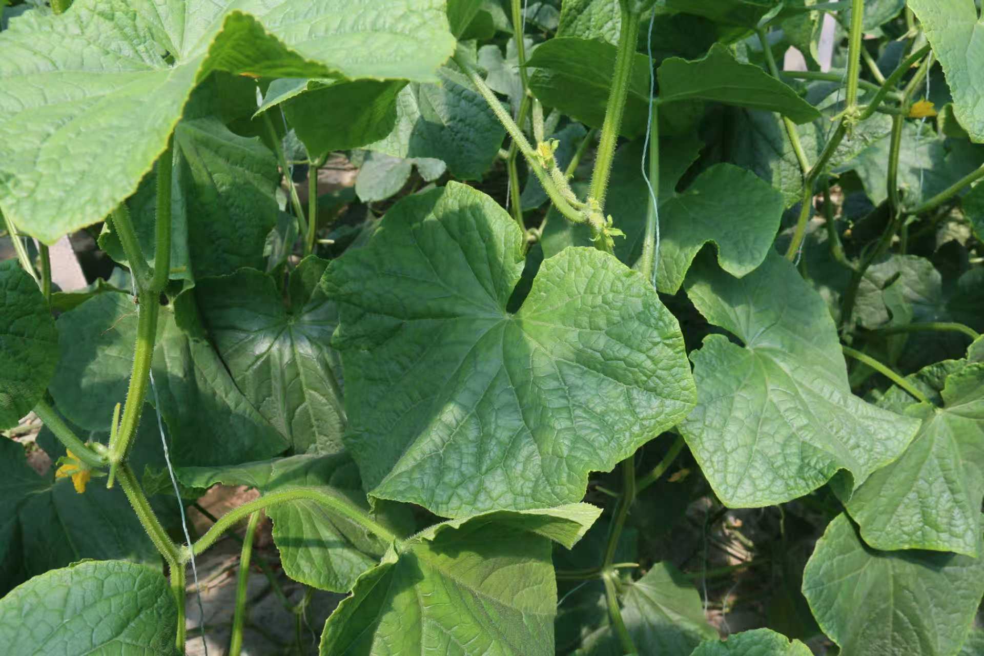 青岛平度：一亩黄瓜棚 蹚出致富路