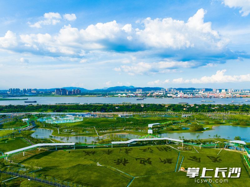 望城区大泽湖近自然湿地公园。长沙晚报全媒体记者 邹麟 摄