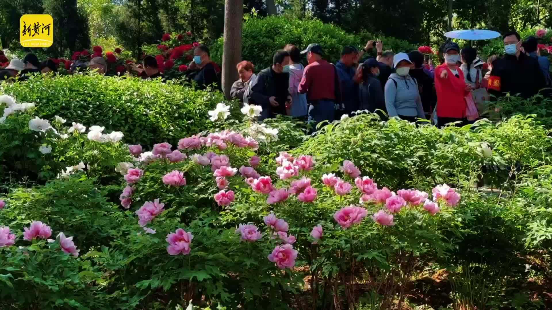 尽显国色天香 泉城公园牡丹园成济南春日顶流