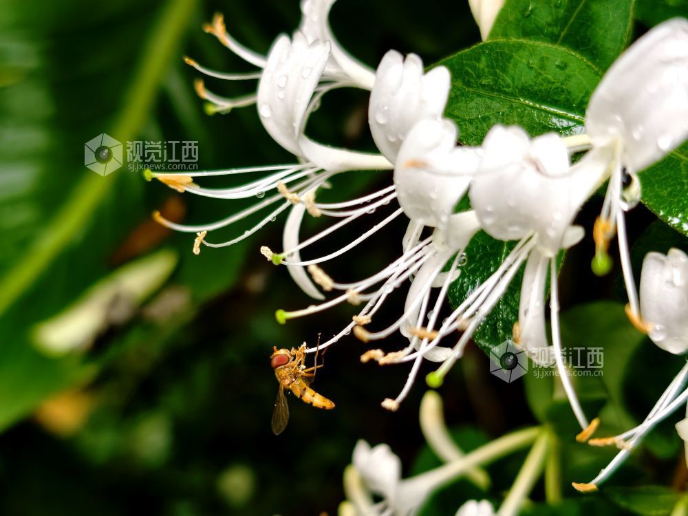 江西分宜：金银花含苞待放 清香满枝头（图）