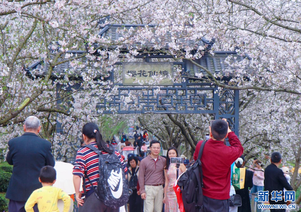 在南昌县凤凰沟景区内，游客在樱花树下拍照打卡。新华网发