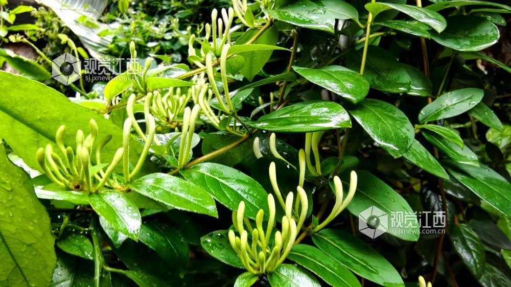 江西分宜：金银花含苞待放 清香满枝头（图）