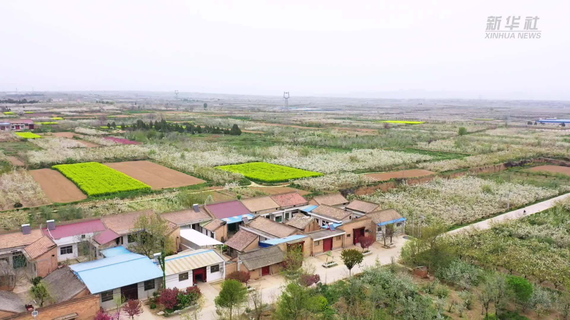 陕西乾县：万亩梨花绘春日图景