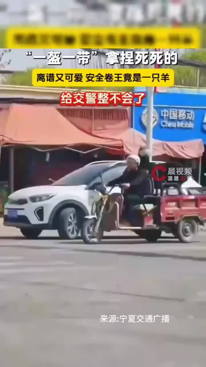 羊也戴上安全帽给交警整不会了