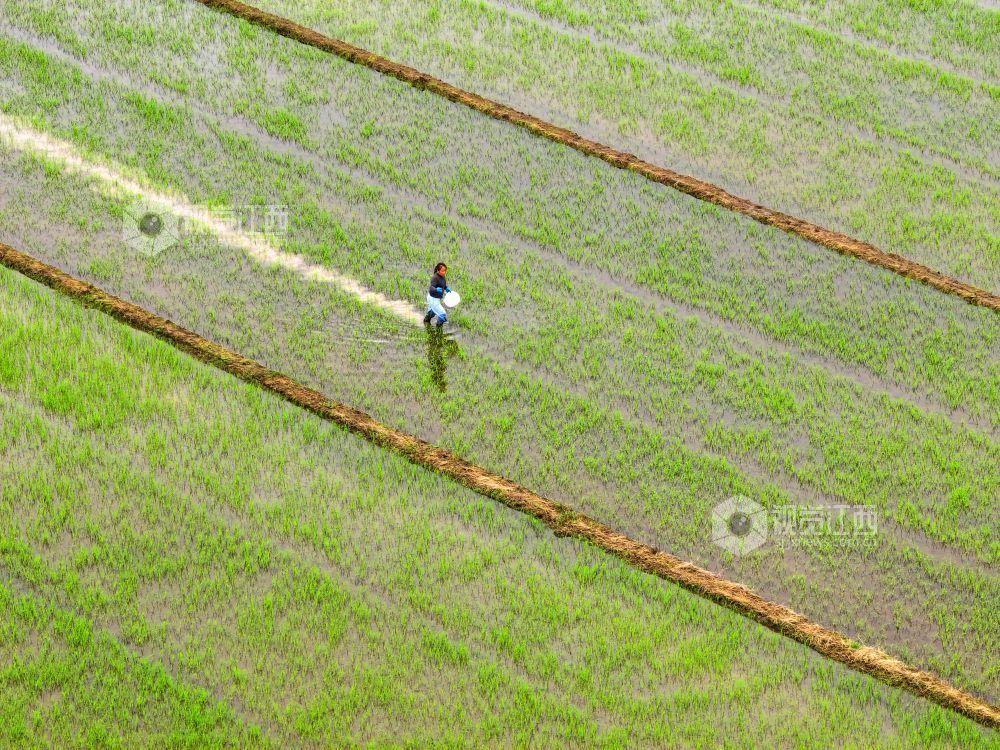 2026年4月15日，江西省吉安市泰和县苏溪镇上彭村，农民正在田间给早稻撒肥管护。