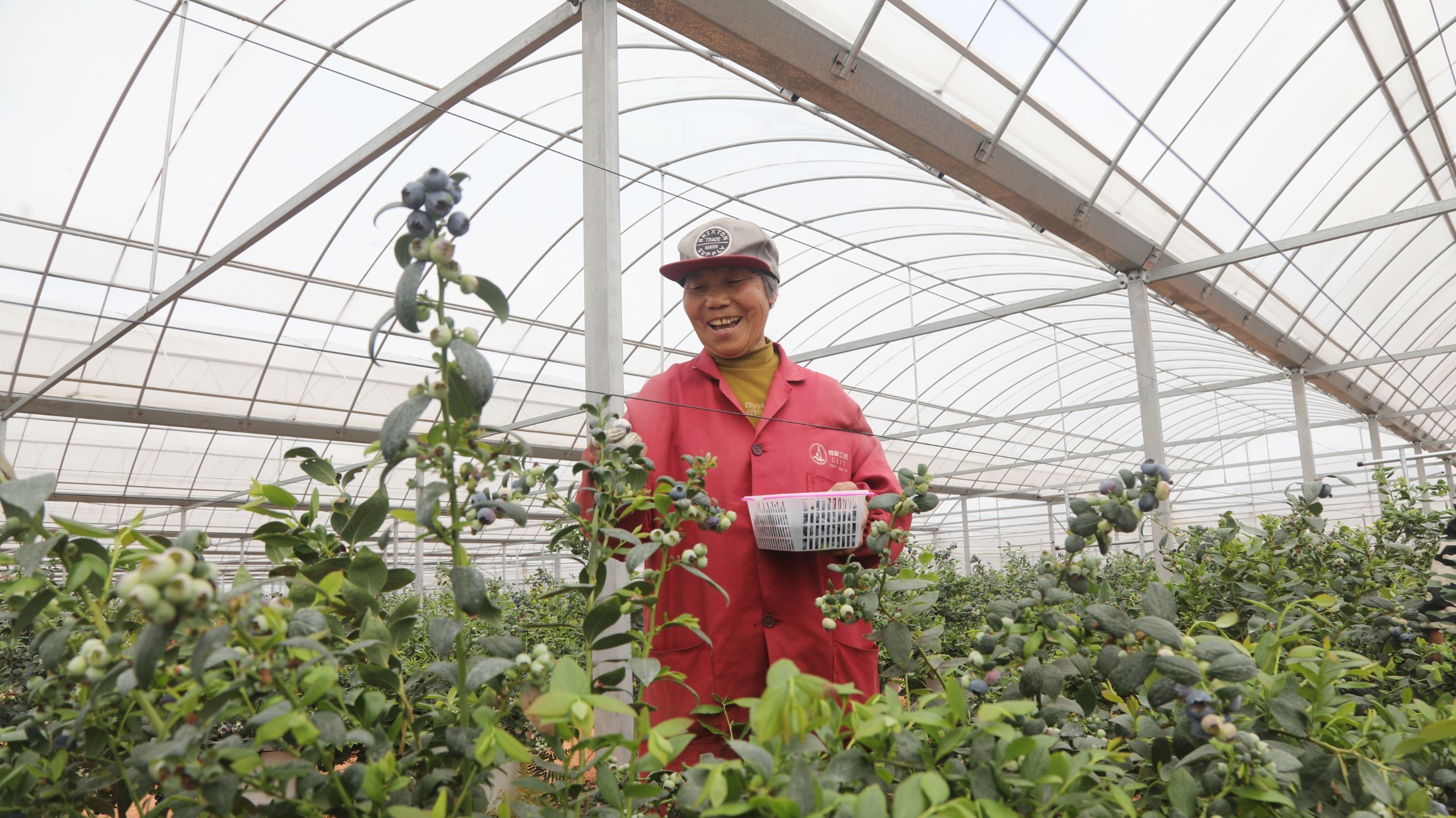 江西抚州：东乡蓝莓抢“鲜”上市（图）