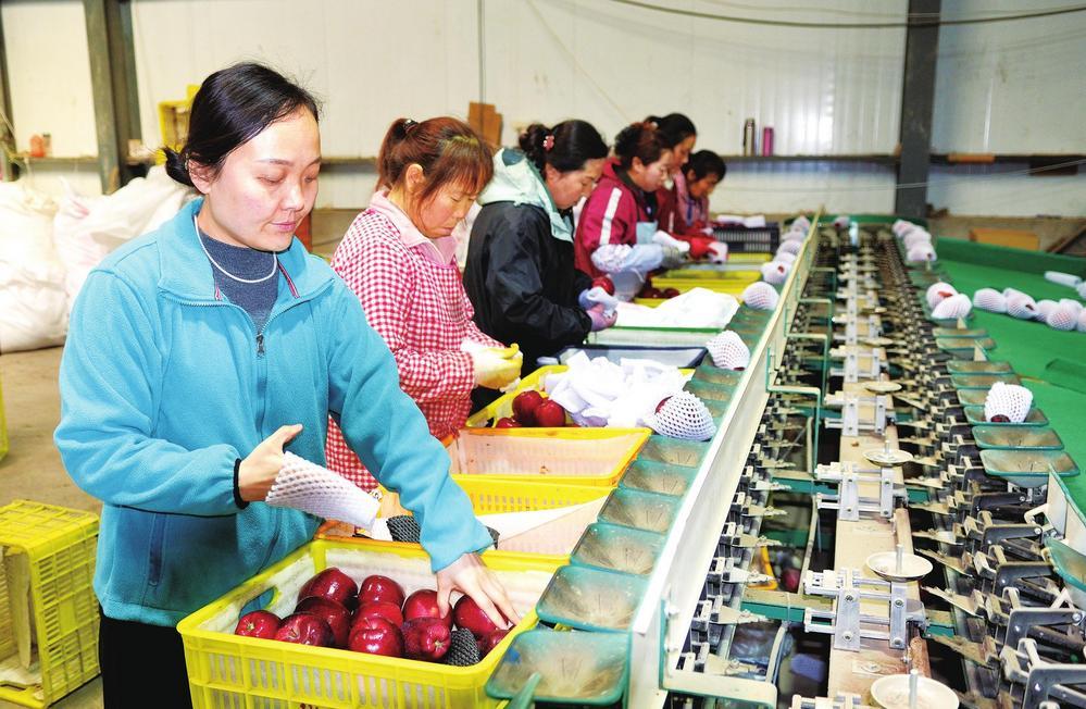 天水果甜记农业发展有限公司车间里，工作人员正在分拣苹果。