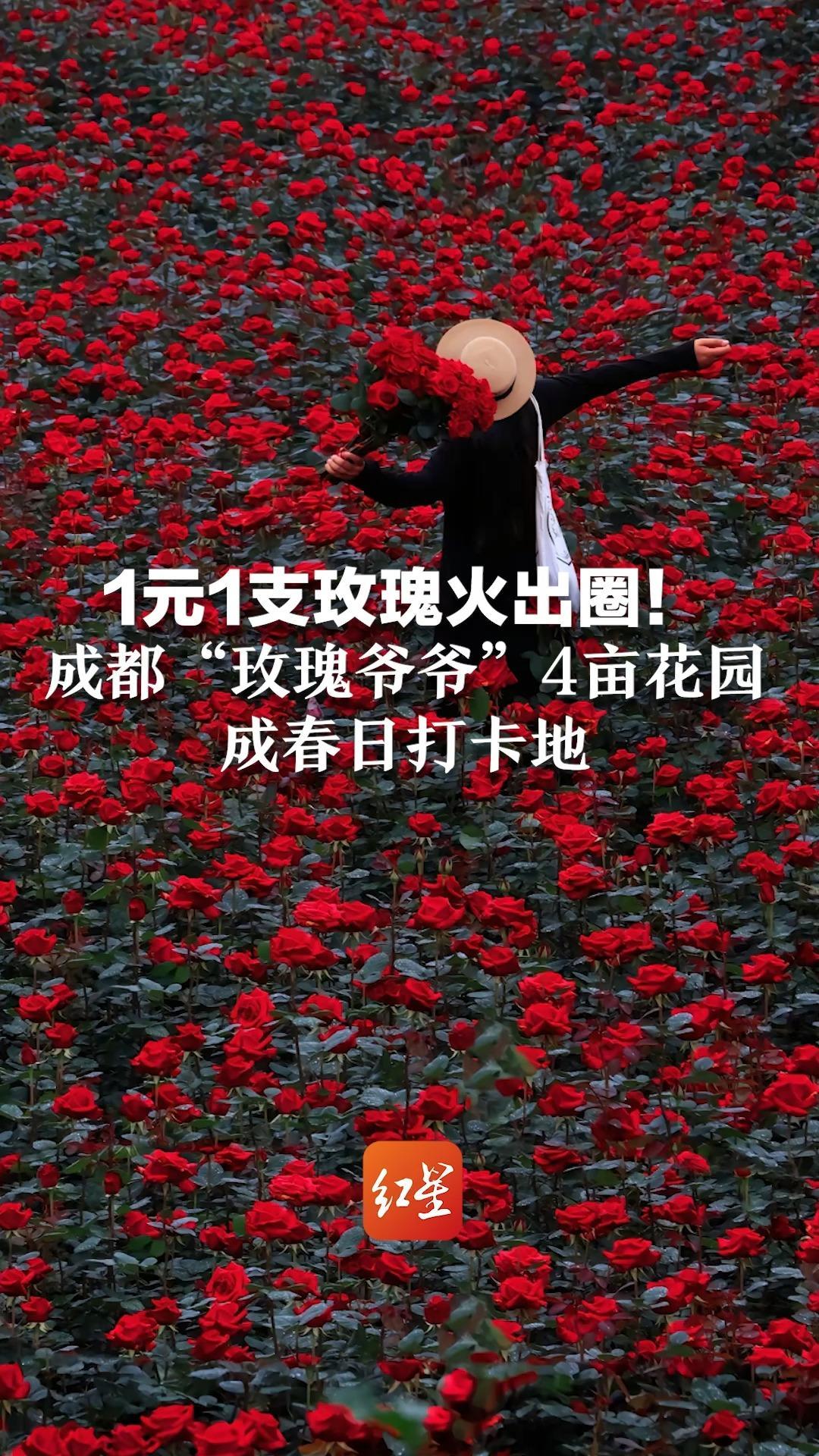 1元1支玫瑰火出圈！成都“玫瑰爷爷”4亩花园  成春日打卡地 游客实现“玫瑰自由”
