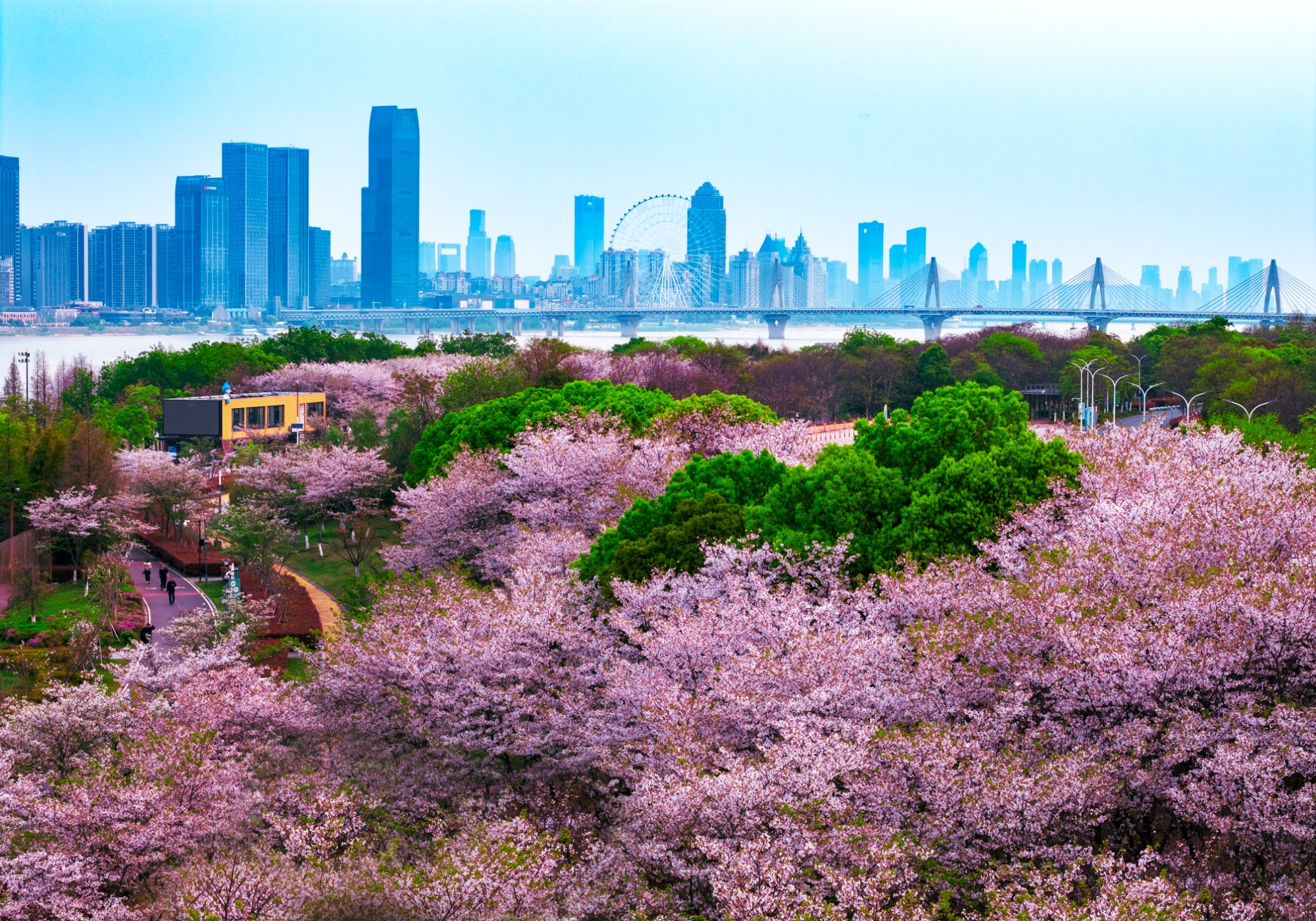 南昌：一江春樱入城来（图）