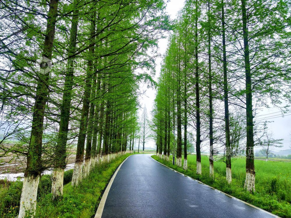 江西分宜：生态公路绘就春日乡野画卷（图）