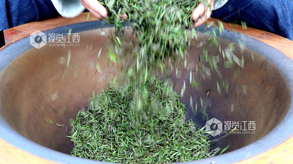 2026年4月12日，江西省遂川县第六届狗牯脑茶文化节茶叶行业职业技能活动正式开赛。三十余名制茶高手齐聚赛场，在炒青锅前各展绝活，从杀青、揉捻到提毫，精准把控火候与力道，指尖翻飞间，尽显狗牯脑茶 “二次杀青、二次揉捻” 的非遗技艺精髓。