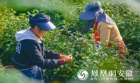 安徽安庆：清明时节采茶忙