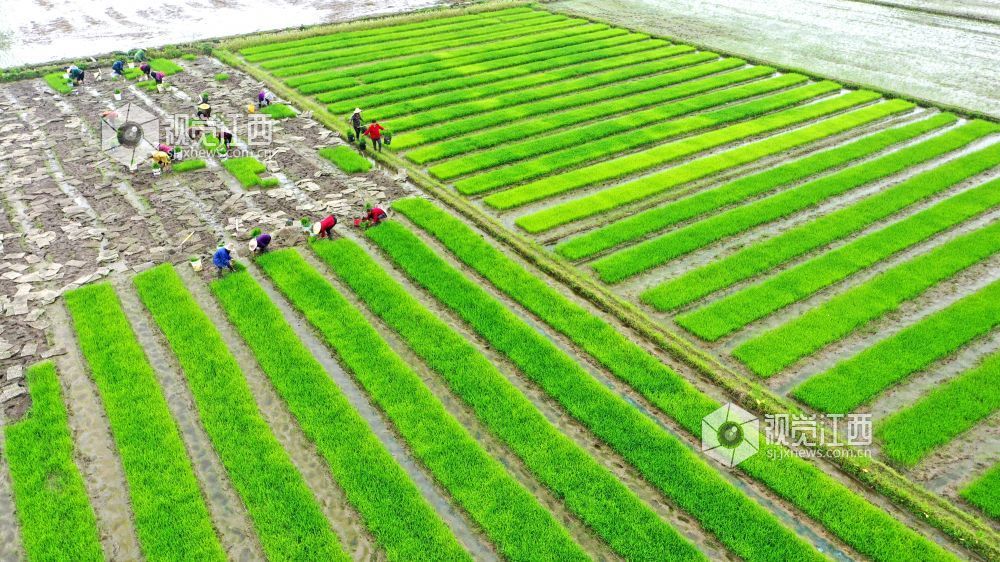 2026年4月14日，江西省遂川县枚江镇田间地头，呈现出一派繁忙有序的春耕景象。