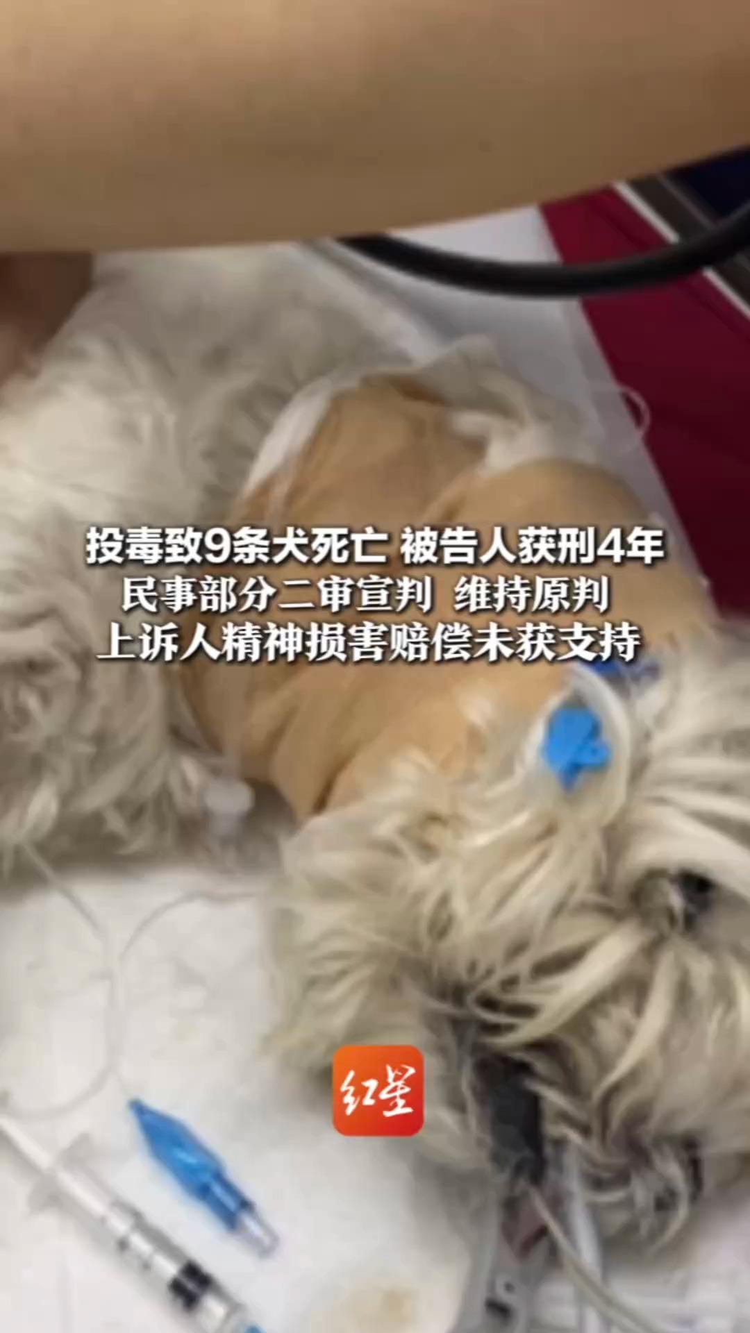 投毒致9条犬死亡 被告人获刑4年 民事部分二审宣判 维持原判 上诉人精神损害赔偿未获支持“案件一直广受关注 被看见就是赢”
