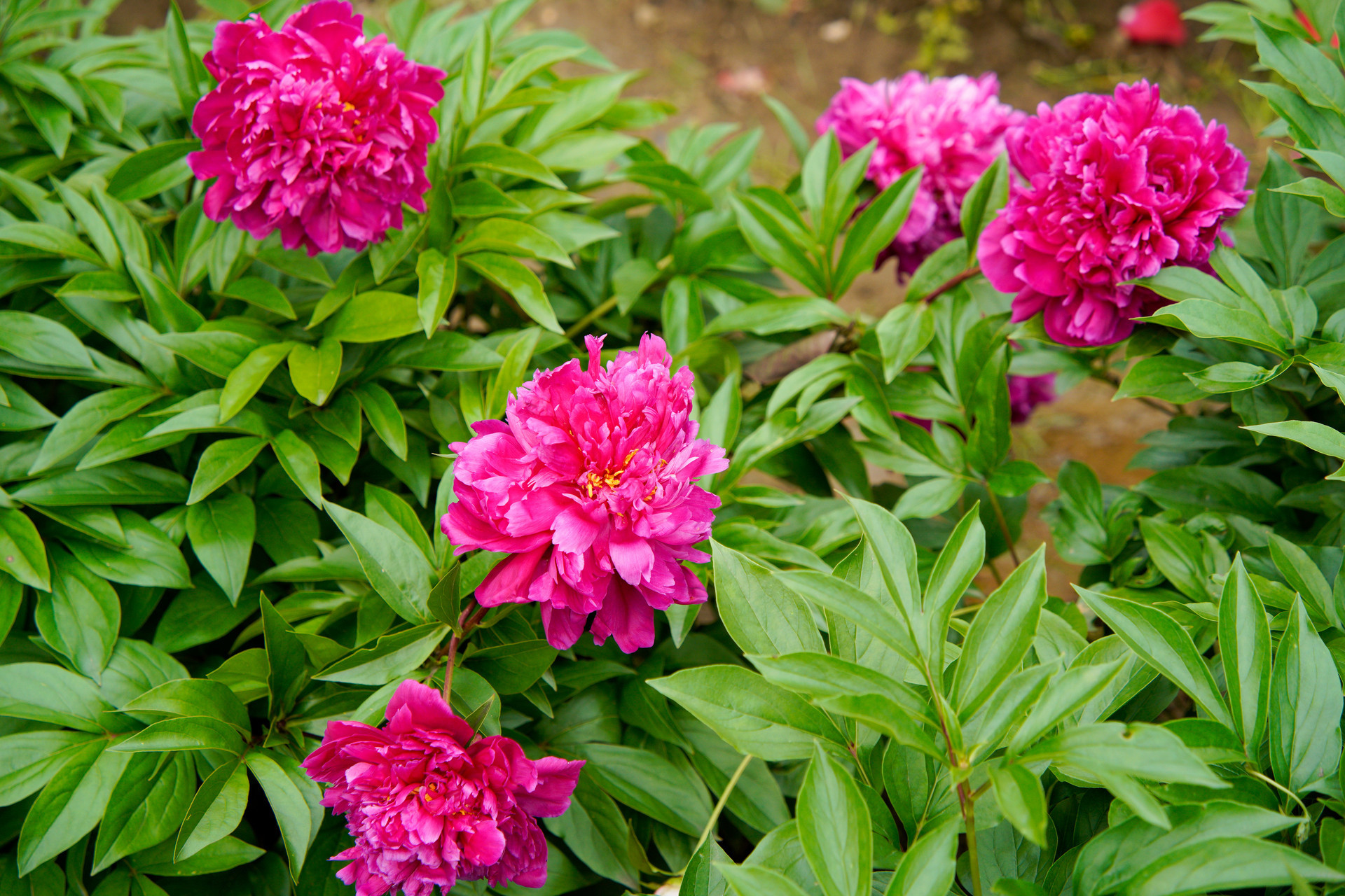 打造胶东地区春季赏花新地标 平度市牡丹园行将开园