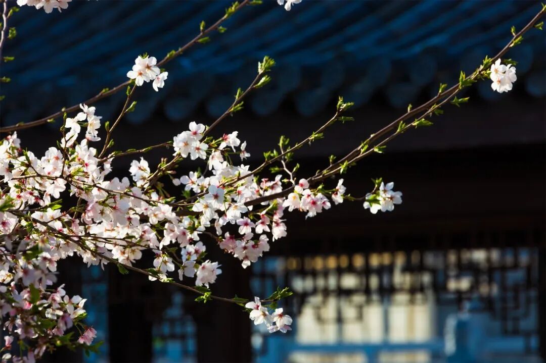千年古刹樱如雪，12张光影定格黄州安国寺的春丨厦门云游寺院摄影展